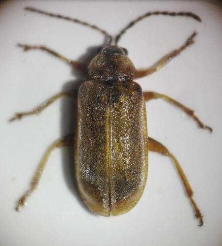 Réf. 241 480 : Galerucella sp.