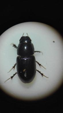 Aphodiinae
