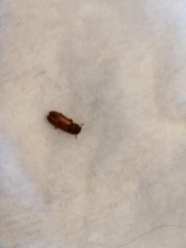 Tribolium sp.