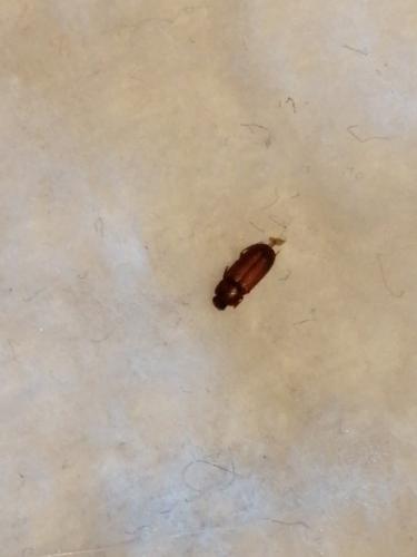 Tribolium sp.