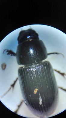 Aphodiinae