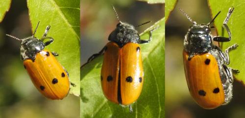 Lachnaia italica italica