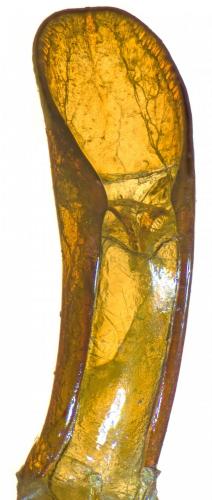 Réf. 241 983 : Otiorhynchus ghilianii