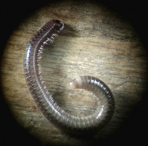 Réf. 241 361 : Allajulus nitidus
