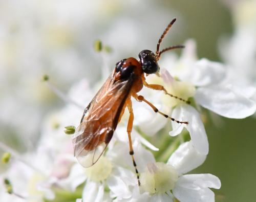 Réf. 241 245 : Athalia rosae