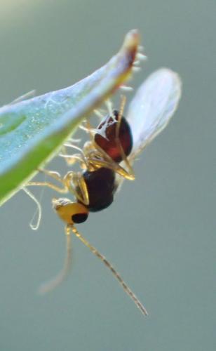 Alloxysta sp.