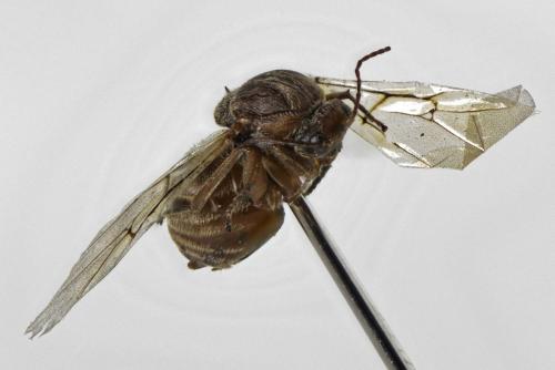 Réf. 241 177 : Andricus kollari