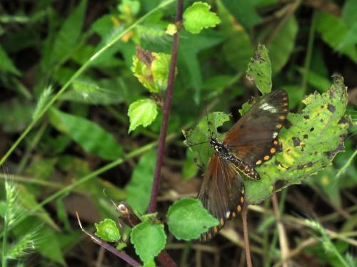Acraea serena