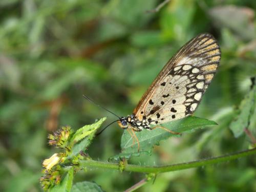 Réf. 241 889 : Acraea serena