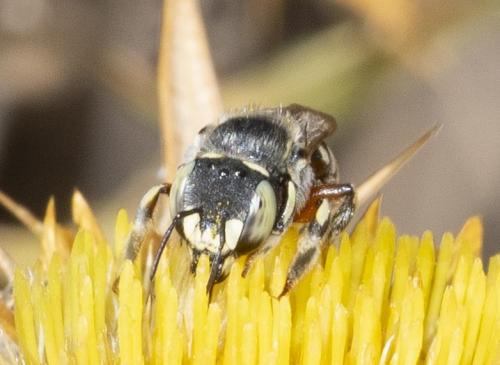 Anthidium taeniatum