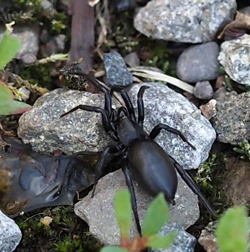 Réf. 241 646 : Zelotinae inconnu