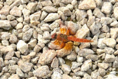 Réf. 241 939 : Trithemis kirbyi