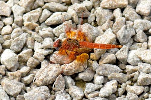 Réf. 241 953 : Trithemis kirbyi