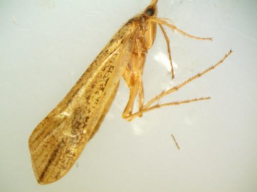 Limnephilus sp.
