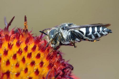 Réf. 241 938 : Coelioxys sp.