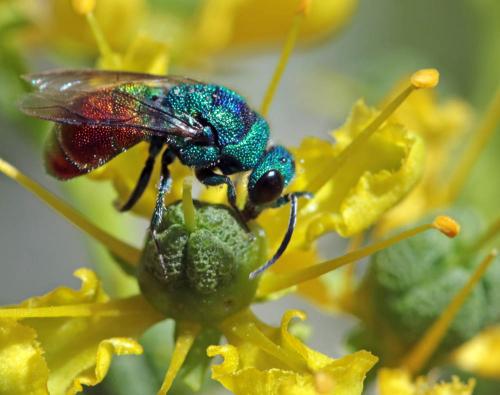 Chrysidinae
