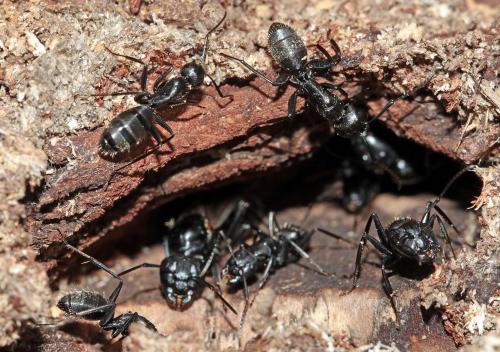 Réf. 241 724 : Camponotus vagus