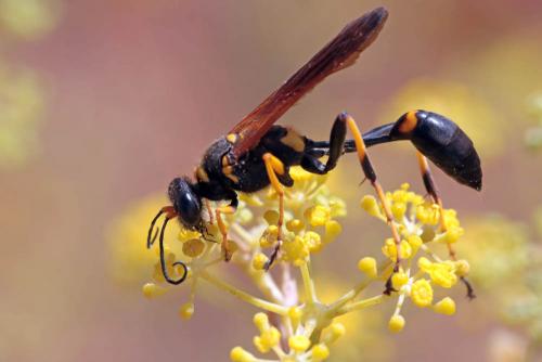 Réf. 241 935 : Sceliphron caementarium