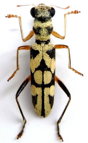 Réf. 241 346 : Callimerus amabilis