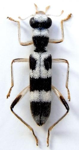 Réf. 241 380 : Callimerus amoenus