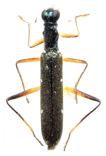 Réf. 241 492 : Callimerus angustior