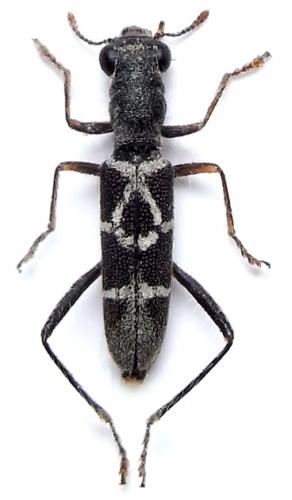 Callimerus arcuatus