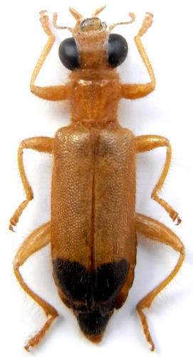 Réf. 241 388 : Callimerus cacuminis