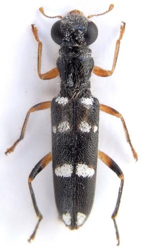 Réf. 241 392 : Callimerus dorsalis