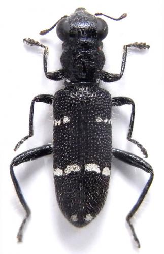 Callimerus duodecimpustulatus