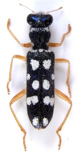 Réf. 241 498 : Callimerus inbasalis