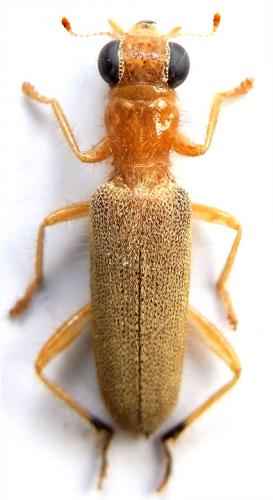 Callimerus insolatus