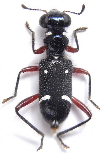 Callimerus niveopictus