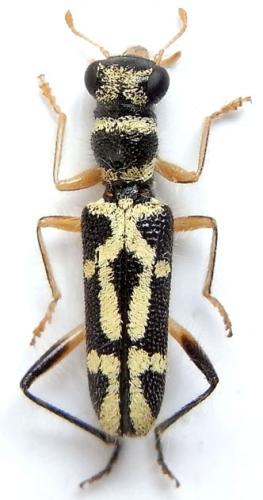 Réf. 241 386 : Callimerus perroti
