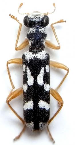 Réf. 241 385 : Callimerus pictus