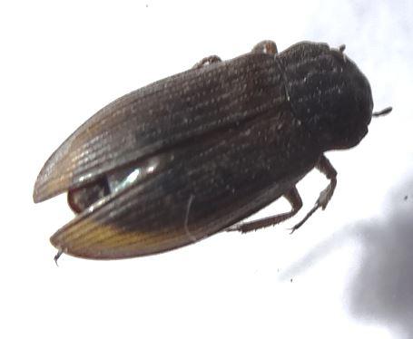Helophorus sp.