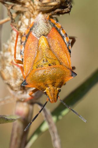 Réf. 241 522 : Carpocoris mediterraneus atlanticus