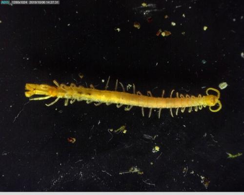 Cryptops hortensis