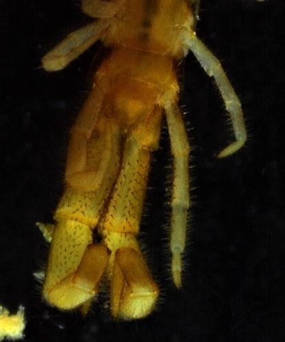 Cryptops hortensis