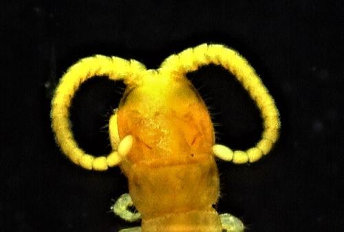 Cryptops hortensis