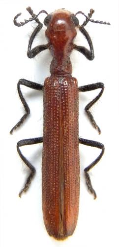 Cladiscus laotianus