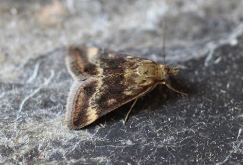 Pyrausta despicata
