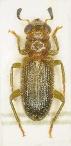 Plathanocera lineata