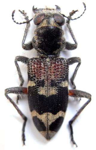 Clerus rufiventris