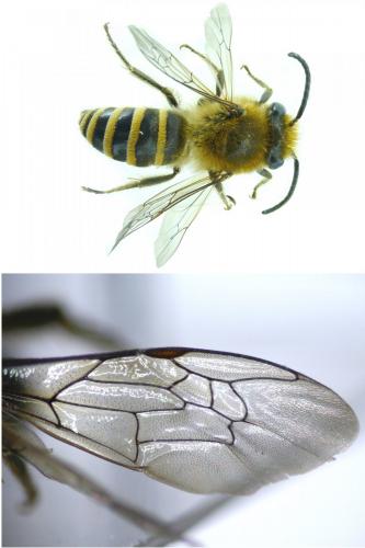 Colletes sp.