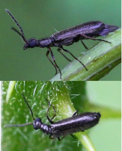 Réf. 241 628 : Dasytes sp.