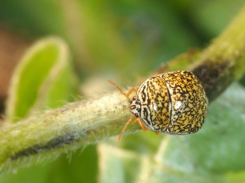 Coptosoma sp.