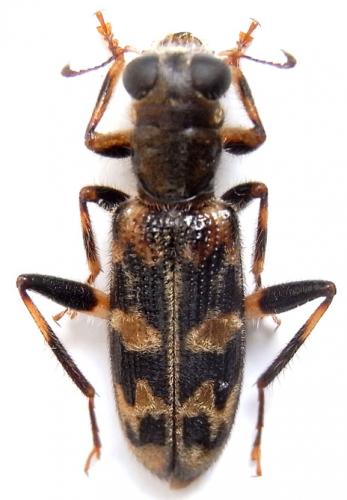 Corynommadius nigrohumeralis