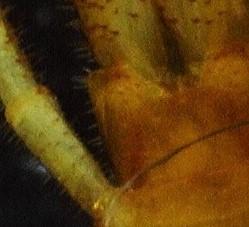 Cryptops hortensis