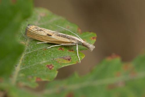 Réf. 241 650 : Agriphila inquinatella