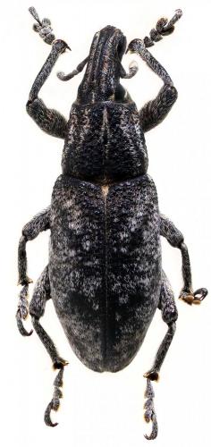 Réf. 241 982 : Cleonis pigra
